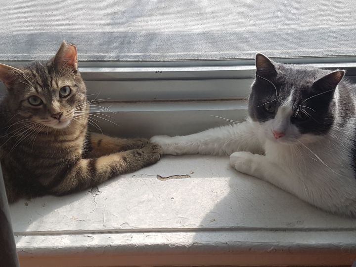 Scooby (doo) & Max, an adopted Domestic Short Hair in Montreal, QC_image-1