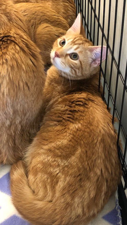 Jingles, an adoptable Domestic Short Hair in Crescent, OK, 73028 | Photo Image 1