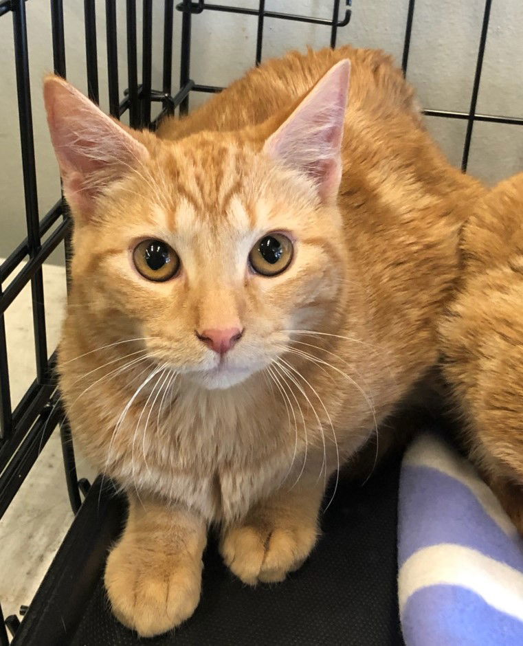 Star, an adoptable Domestic Short Hair in Crescent, OK, 73028 | Photo Image 1