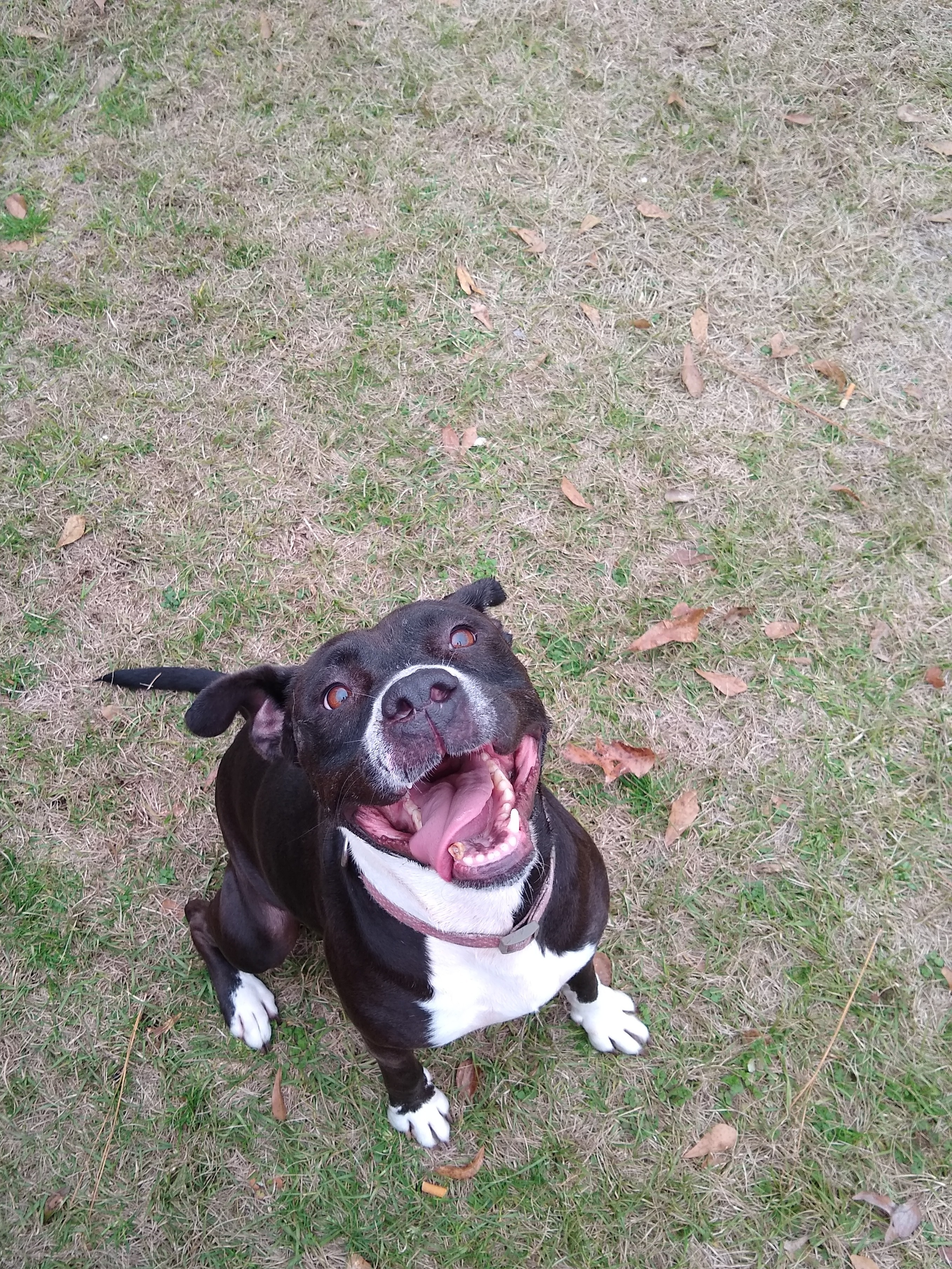 Sophia, an adoptable Pit Bull Terrier in BREWTON, AL, 36426 | Photo Image 2