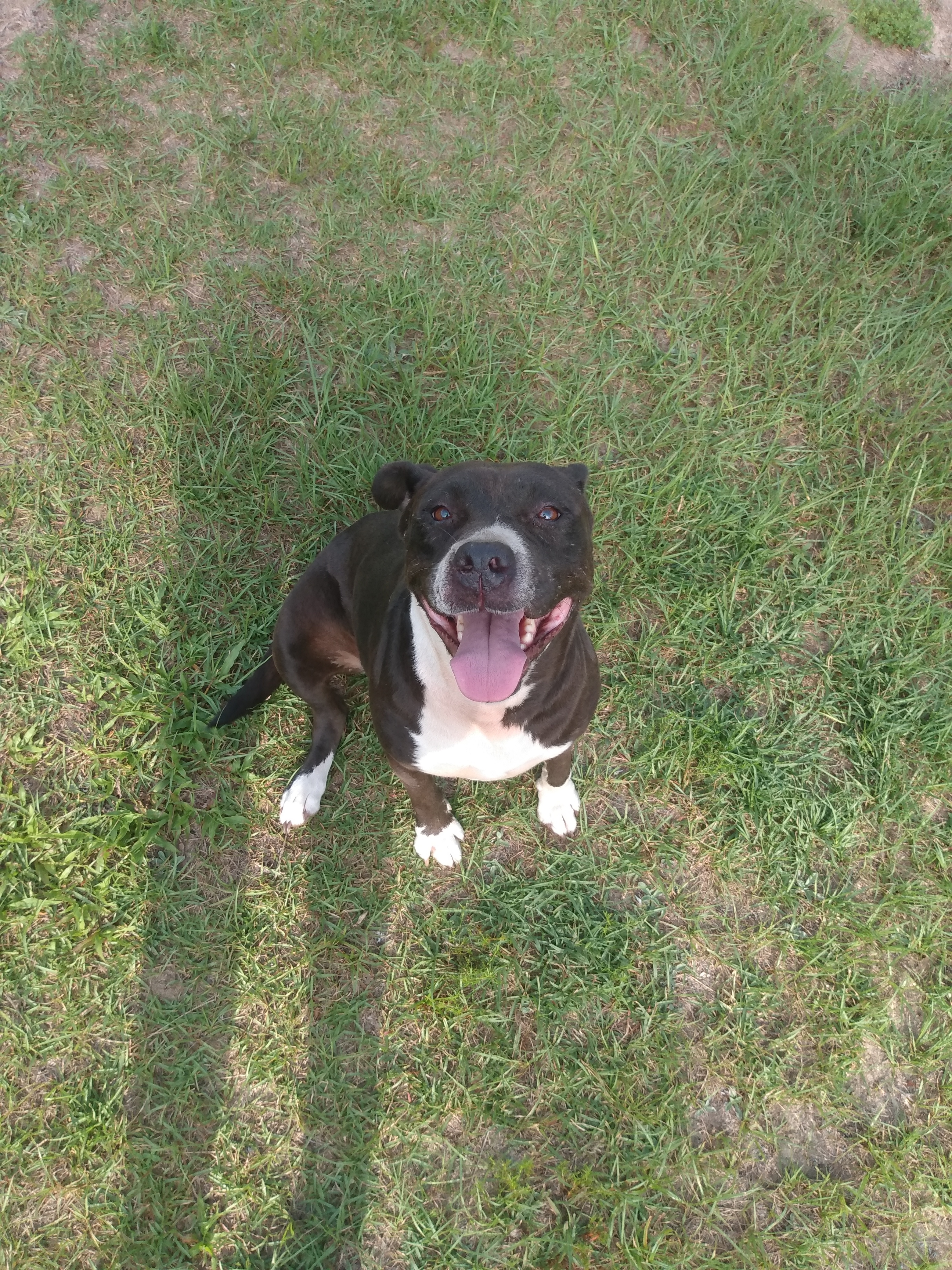 Sophia, an adoptable Pit Bull Terrier in BREWTON, AL, 36426 | Photo Image 3