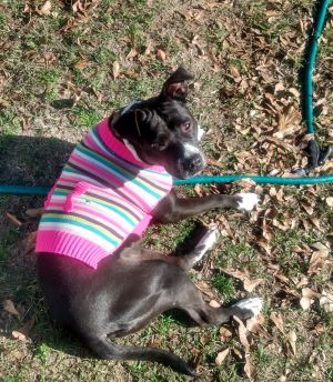Sophia, Adult Female Pit Bull Terrier