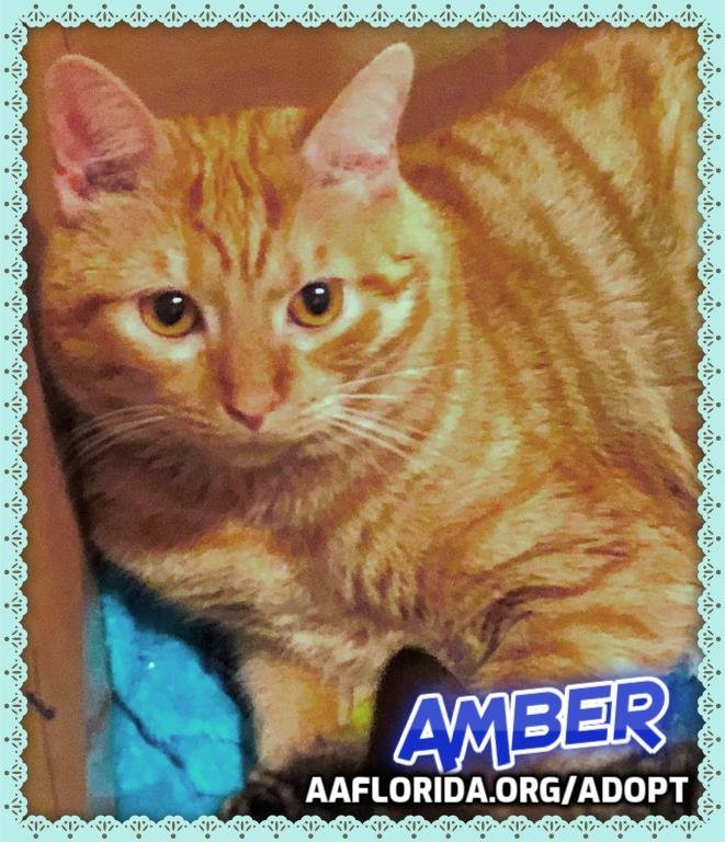 Amber, an adoptable Tabby & Domestic Short Hair Mix in Pensacola, FL_image-1