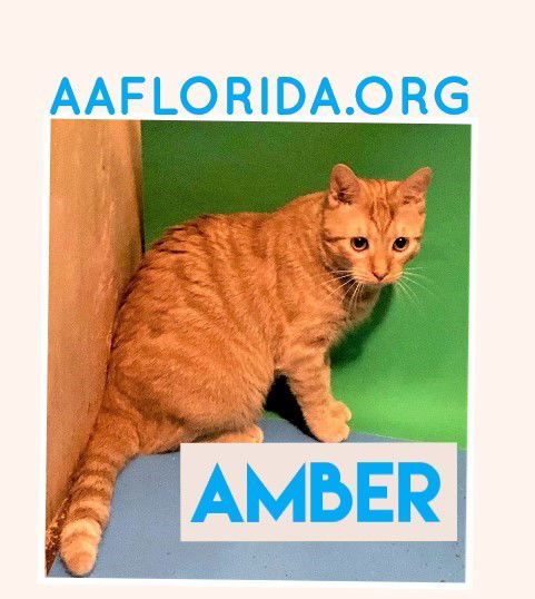 Amber, an adoptable Tabby, Domestic Short Hair in Pensacola, FL, 32534 | Photo Image 2