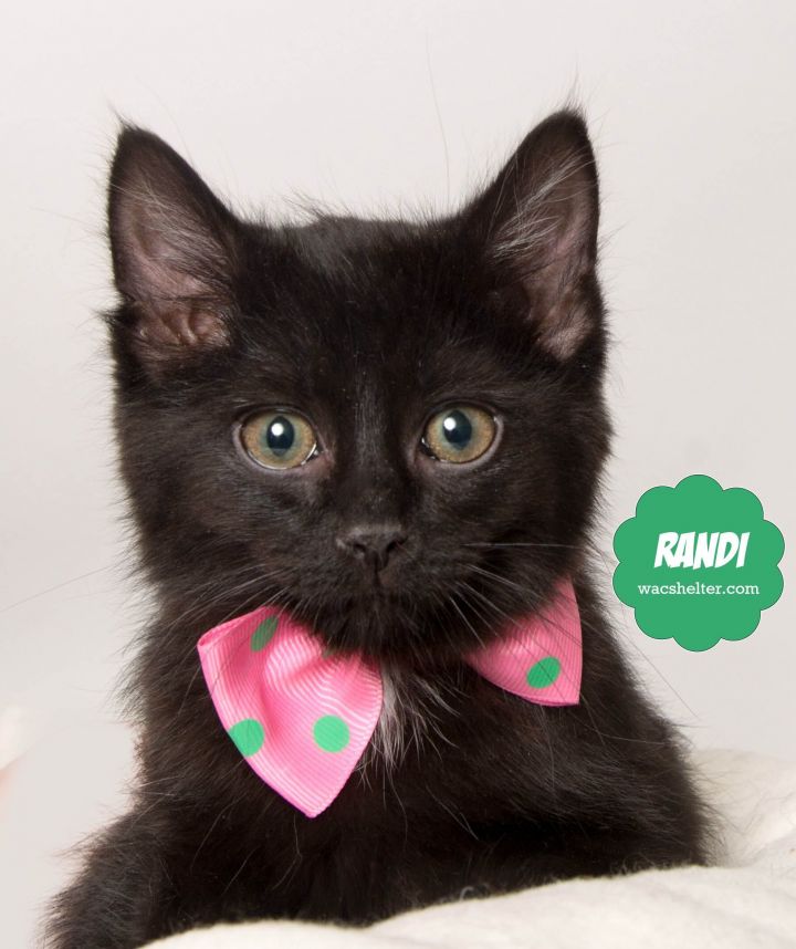 Cat For Adoption Randi Kitten In Foster A Domestic Medium