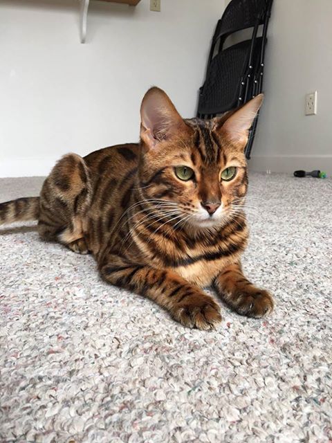 Beau - WI, an adopted Bengal in Franklin, WI_image-1