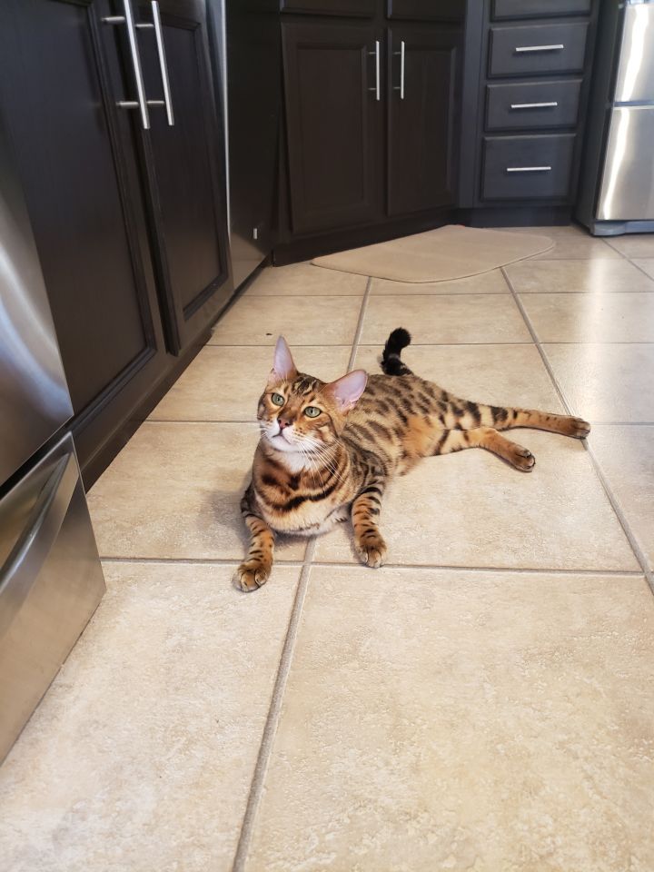 Beau - WI, an adopted Bengal in Franklin, WI_image-2