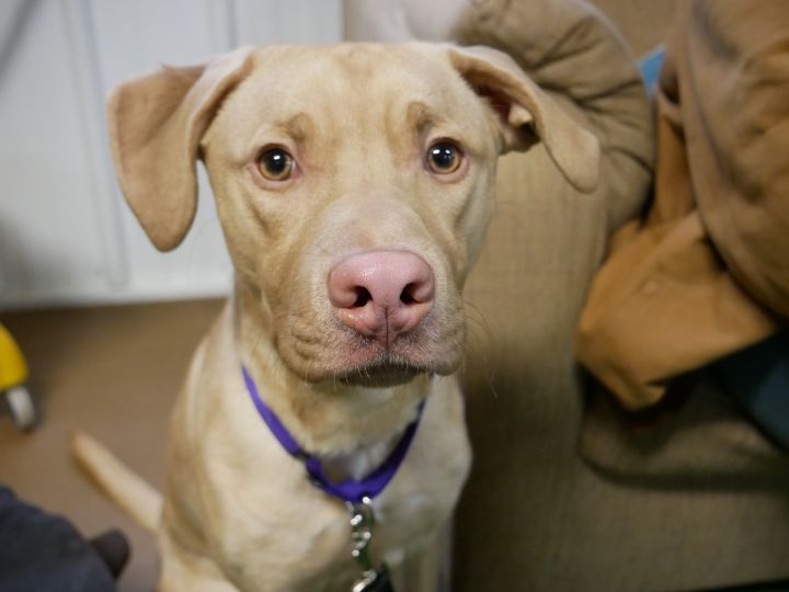 Dudley, an adopted Labrador Retriever Mix in South Charleston, OH_image-1