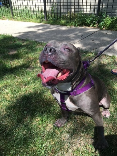 Turducken, an adoptable Pit Bull Terrier in Crete, IL, 60417 | Photo Image 2