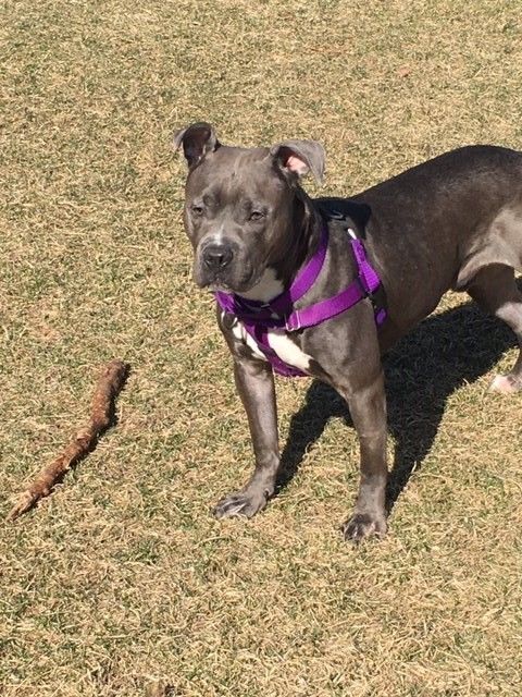 Turducken, an adoptable Pit Bull Terrier in Crete, IL, 60417 | Photo Image 1