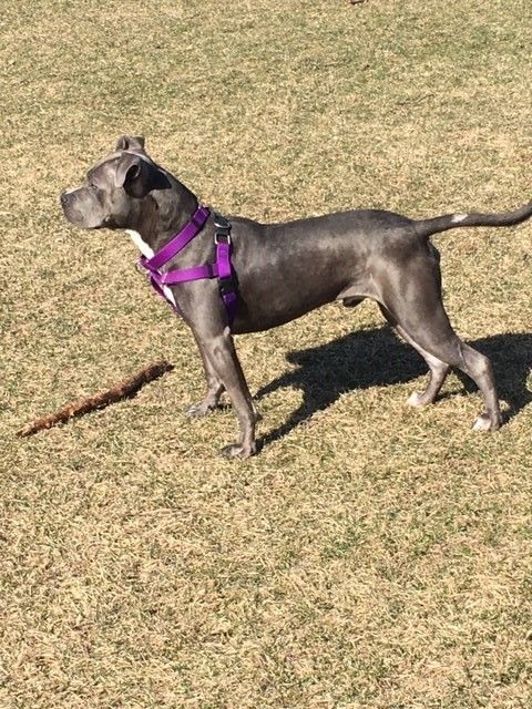 Turducken, an adoptable Pit Bull Terrier in Crete, IL, 60417 | Photo Image 5