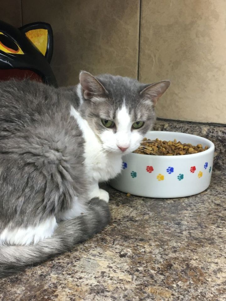 Gracie 5