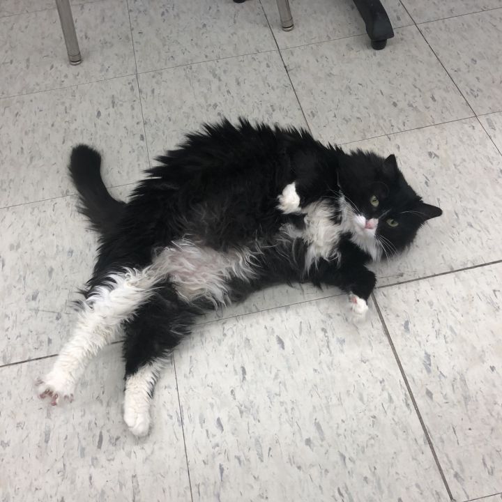 Cat For Adoption Chloe A Domestic Long Hair Tuxedo Mix In