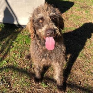 Scott, adoptable Dog, Adult Male Labrador Retriever & Poodle Mix