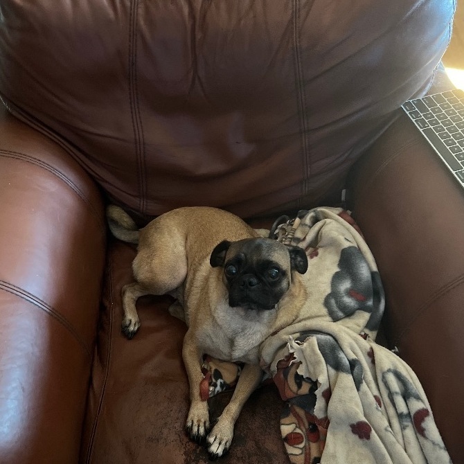 Jake, an adoptable Pug in Houston, TX, 77062 | Photo Image 2