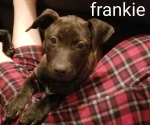 Frankie