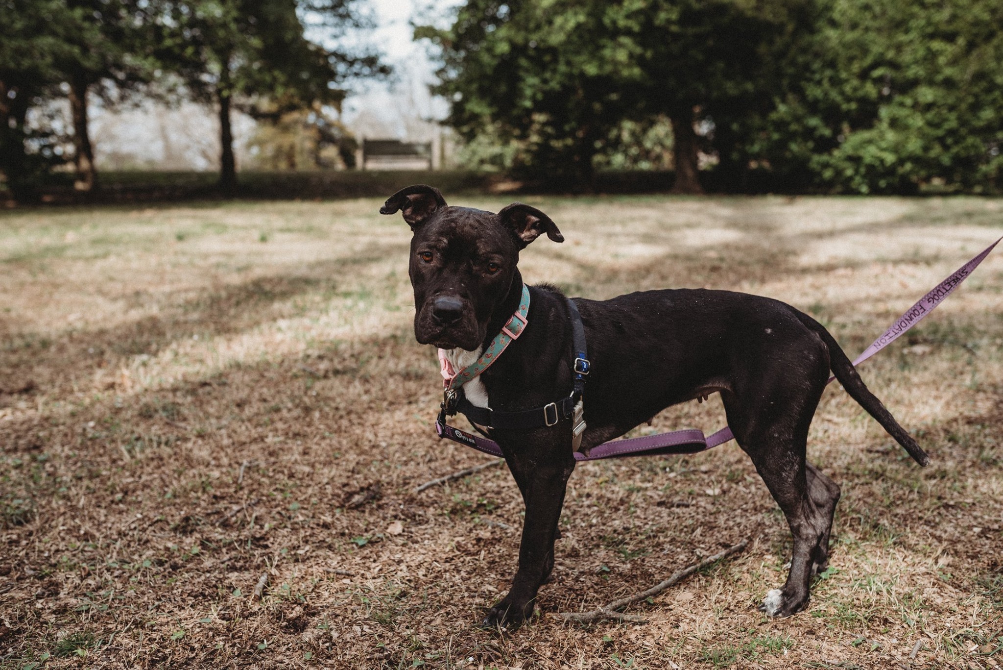 Lil, an adoptable American Staffordshire Terrier, Labrador Retriever in Memphis, TN, 38103 | Photo Image 2
