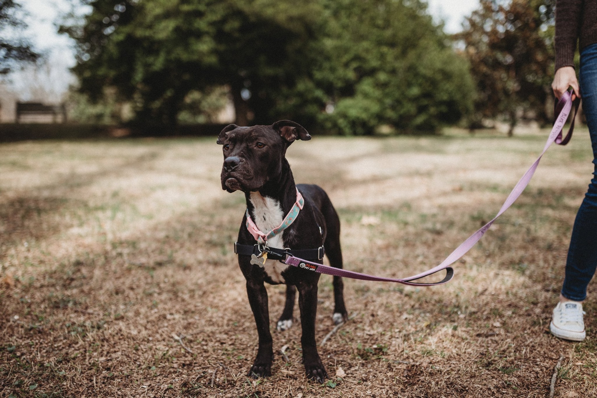 Lil, an adoptable American Staffordshire Terrier, Labrador Retriever in Memphis, TN, 38103 | Photo Image 3