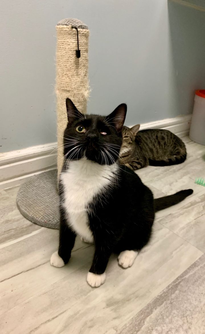 Cat For Adoption Willie Nelson A Domestic Short Hair Tuxedo