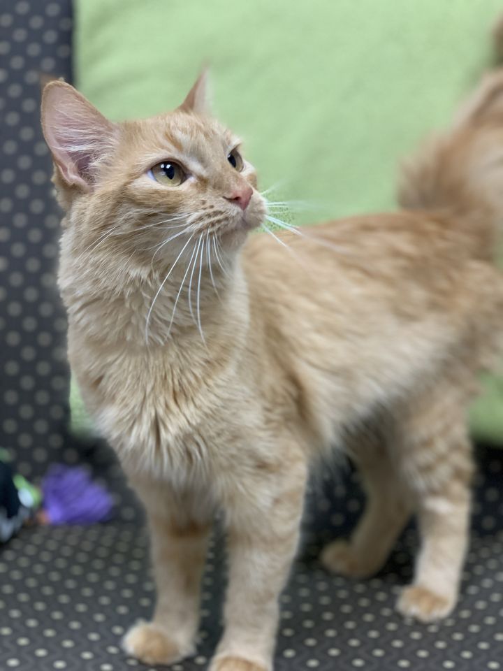 Cat For Adoption Ginger A Domestic Medium Hair Mix In Brenham