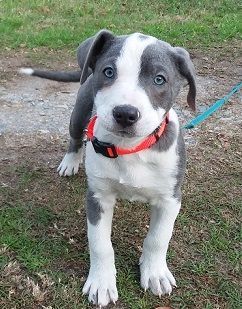 Dog For Adoption Cane An American Bulldog Mix In Pennington Nj