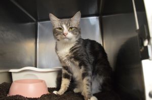 Cat For Adoption Mr Biggs A Domestic Short Hair In House