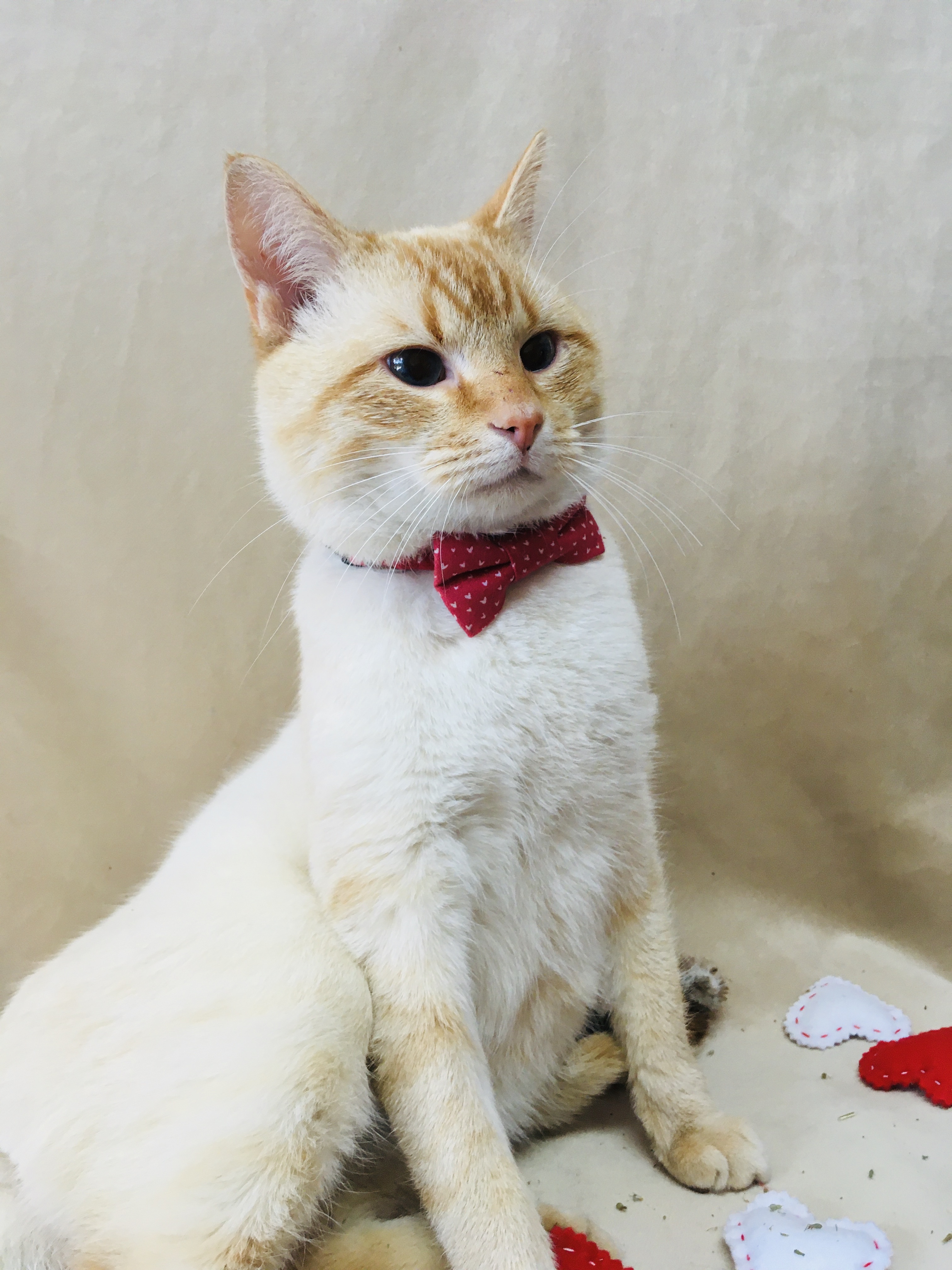 Marshall, an adoptable Siamese, Domestic Short Hair in Greensboro, NC, 27409 | Photo Image 2