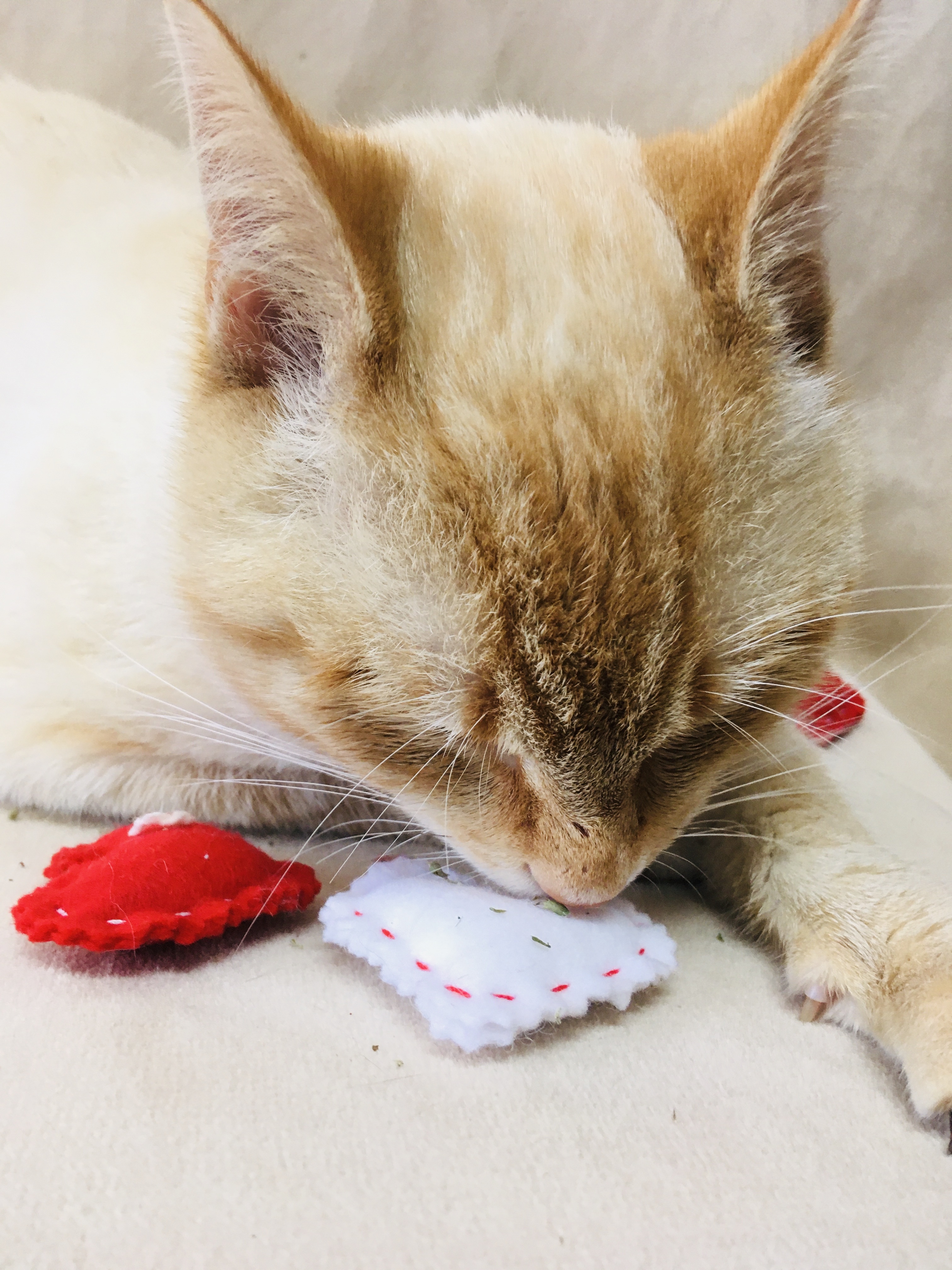 Marshall, an adoptable Siamese, Domestic Short Hair in Greensboro, NC, 27409 | Photo Image 6