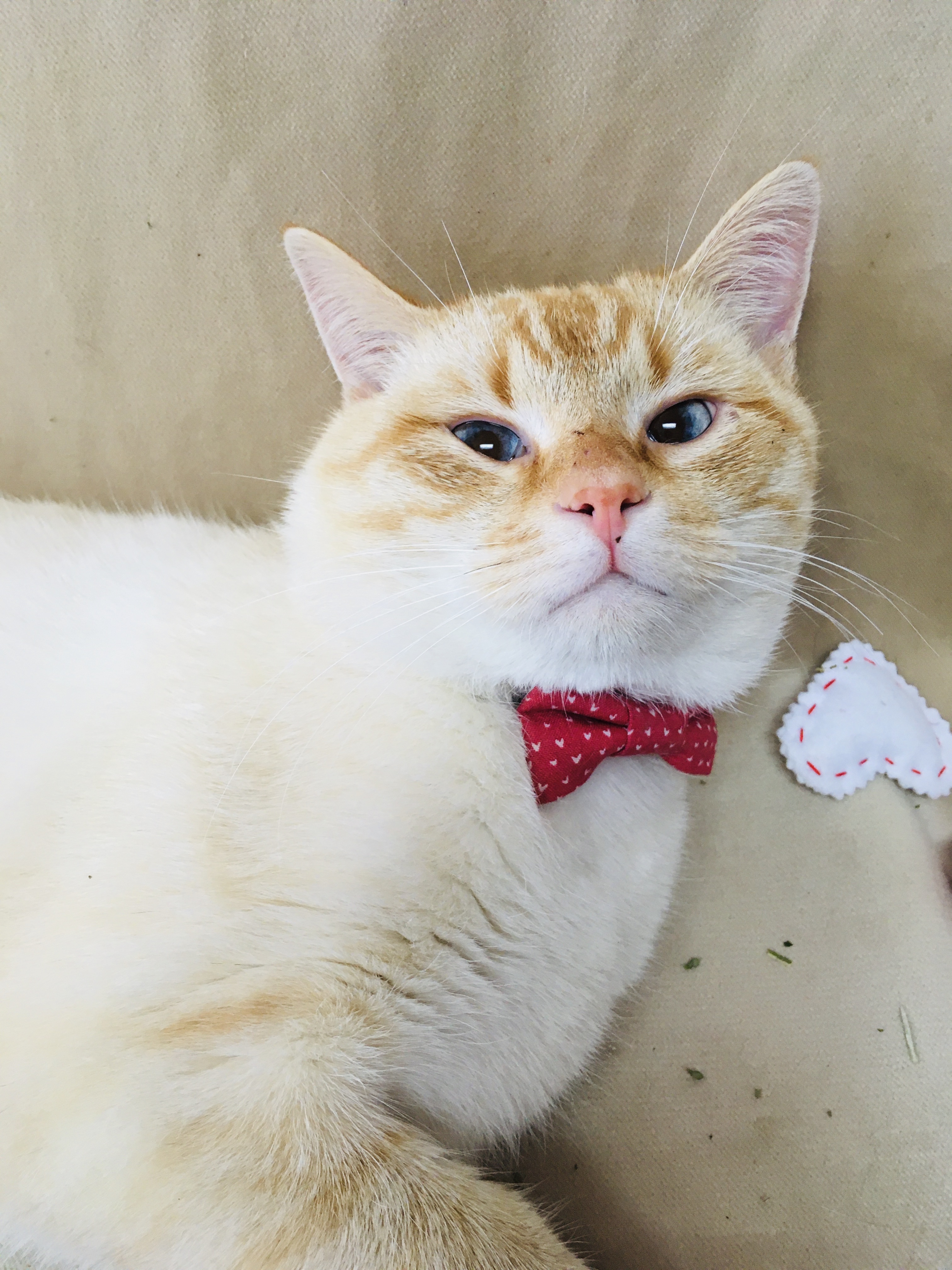 Marshall, an adoptable Siamese, Domestic Short Hair in Greensboro, NC, 27409 | Photo Image 1