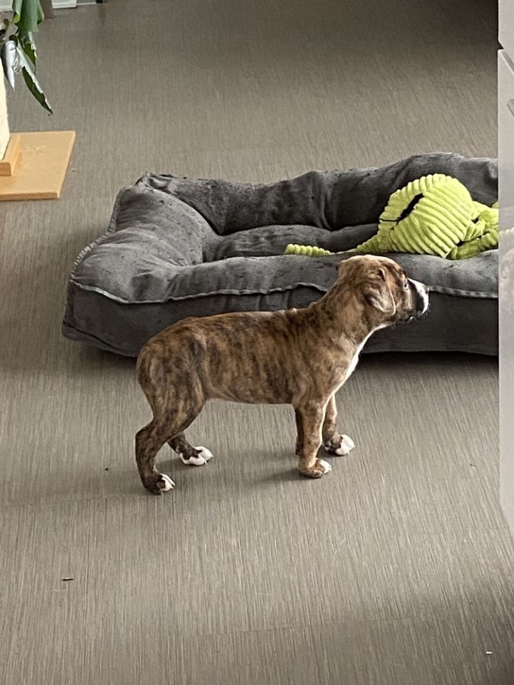 Dog For Adoption Daquiri A German Shorthaired Pointer Boxer