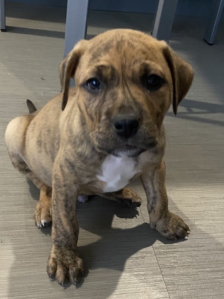 Dog For Adoption Fireball A German Shorthaired Pointer Boxer