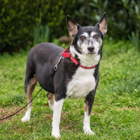 Kaylee 9544, an adoptable Fox Terrier in Alpharetta, GA, 30005 | Photo Image 1