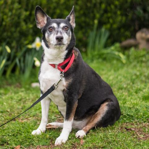 Kaylee 9544, an adoptable Fox Terrier in Alpharetta, GA, 30005 | Photo Image 2