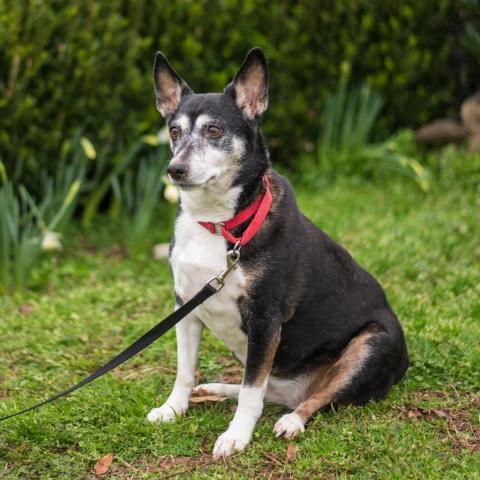 Kaylee 9544, an adoptable Fox Terrier in Alpharetta, GA, 30005 | Photo Image 3