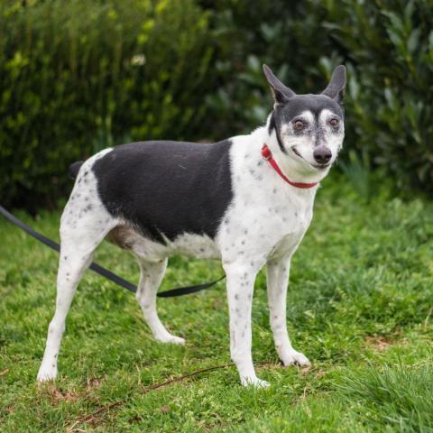 Aero 9546, an adoptable Fox Terrier in Alpharetta, GA, 30005 | Photo Image 1