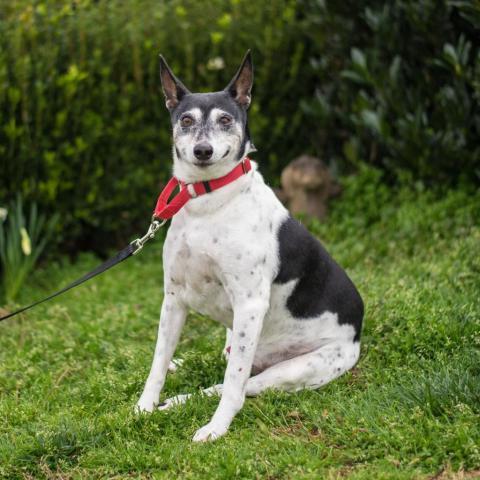 Aero 9546, an adoptable Fox Terrier in Alpharetta, GA, 30005 | Photo Image 2