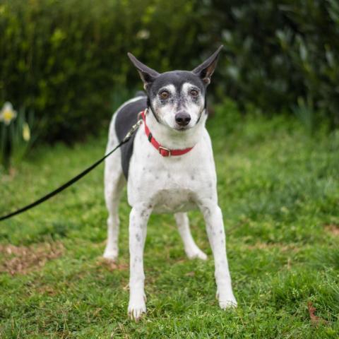 Aero 9546, an adoptable Fox Terrier in Alpharetta, GA, 30005 | Photo Image 3