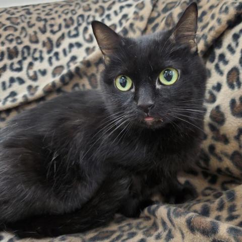 Sabrina, an adoptable Domestic Short Hair in Cumming, GA, 30040 | Photo Image 1