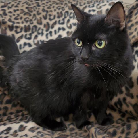 Sabrina, an adoptable Domestic Short Hair in Cumming, GA, 30040 | Photo Image 2