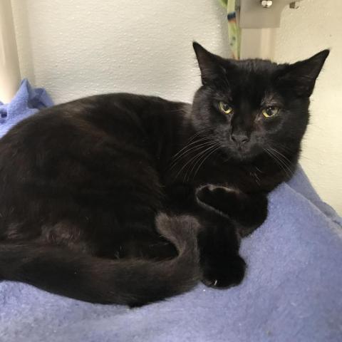 Brook, an adoptable Domestic Short Hair in Cumming, GA, 30040 | Photo Image 1