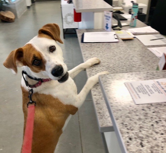 Molly, an adoptable Hound in Dover, NH, 03820 | Photo Image 3