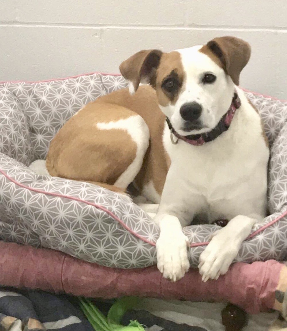 Molly, an adoptable Hound in Dover, NH, 03820 | Photo Image 4