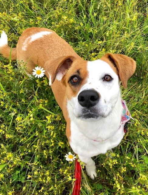 Molly, an adoptable Hound in Dover, NH, 03820 | Photo Image 5