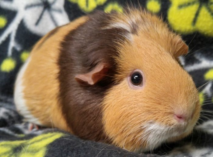 Guinea Pig For Adoption Jasmine A Short Haired In Griffith In