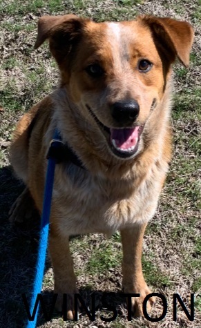 Dog For Adoption Winston An Australian Cattle Dog Blue Heeler