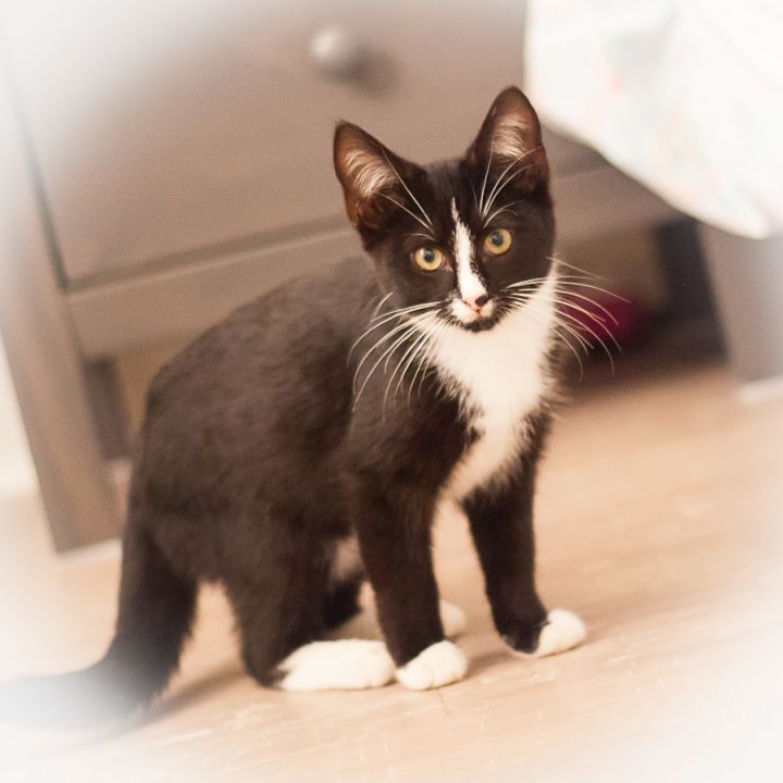 Felix, an adopted Tuxedo & Domestic Short Hair Mix in Ponte Vedra, FL_image-3