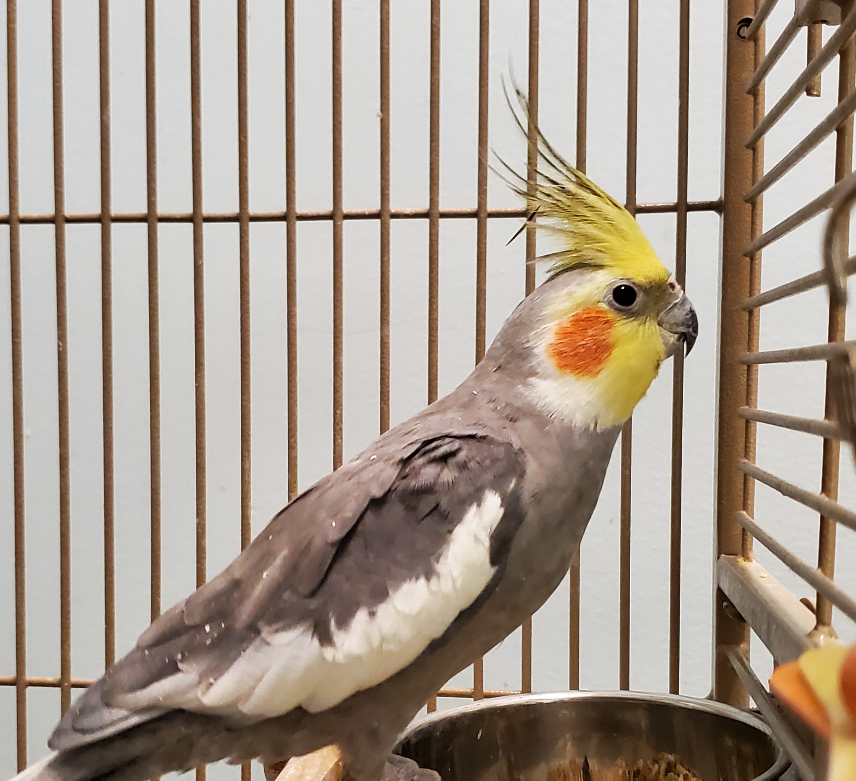 baby cockatiels for sale brisbane