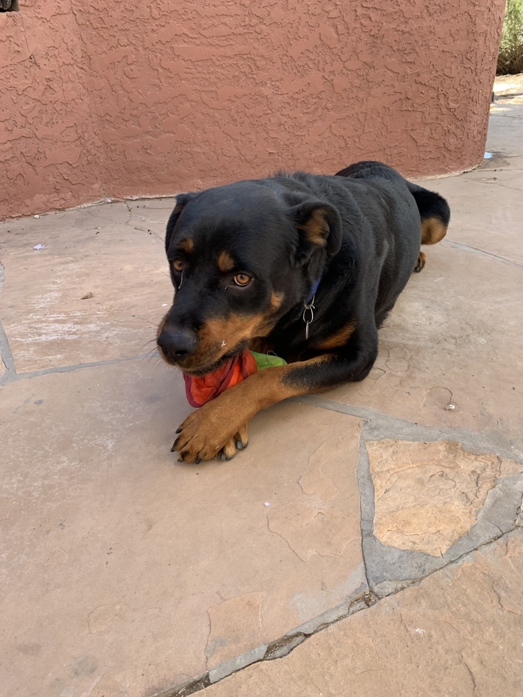 Bear, an adoptable Rottweiler in Gilbert, AZ, 85296 | Photo Image 1