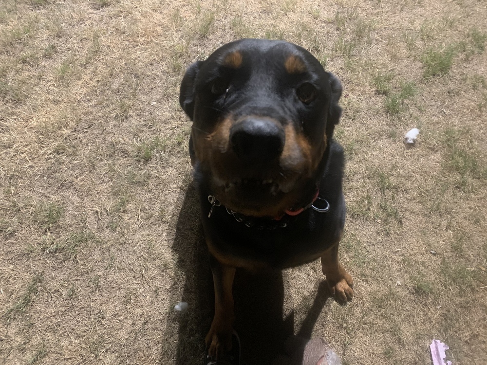 Bear, an adoptable Rottweiler in Gilbert, AZ, 85296 | Photo Image 2