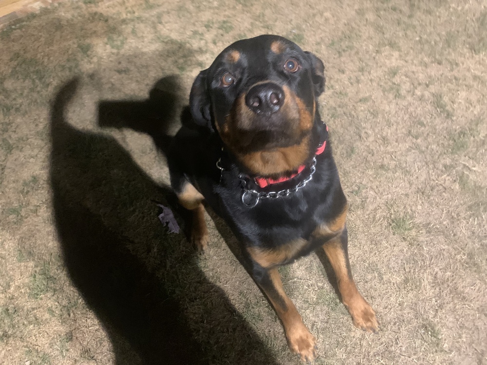 Bear, an adoptable Rottweiler in Gilbert, AZ, 85296 | Photo Image 3